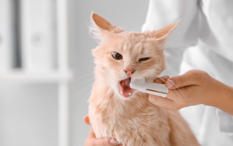 Dentální hygiena psů a koček – přivolejte na pomoc bylinky!