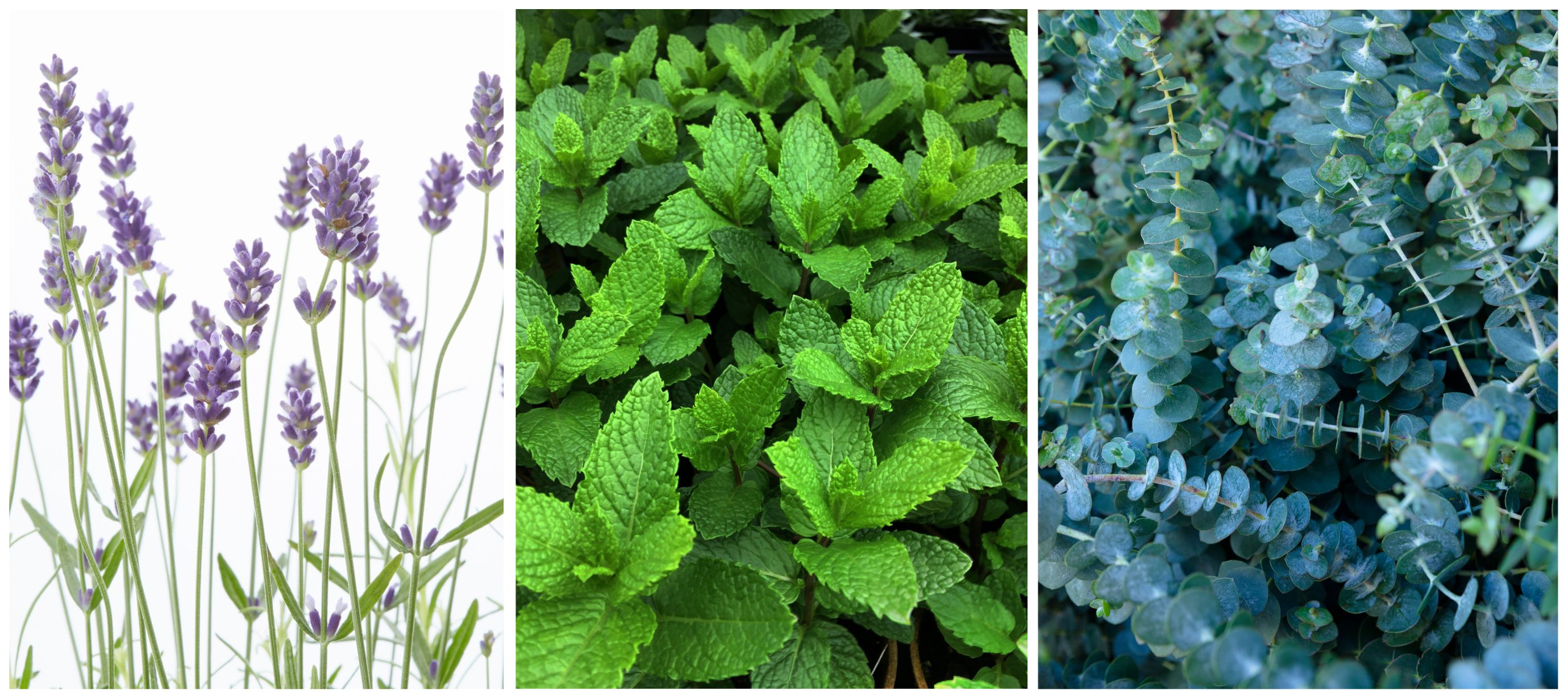 Levandule, meduňka a eukalyptus