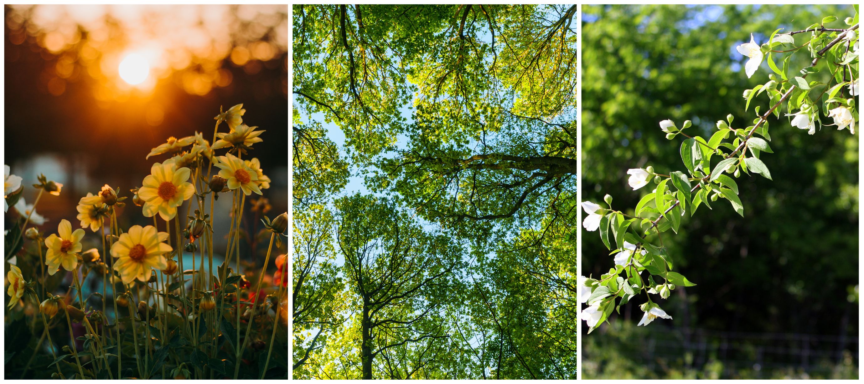Koláž z bylin, květin a stromů