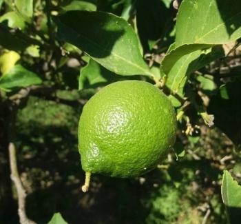 Bergamot