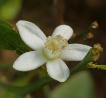 Neroli