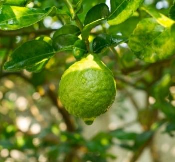 Bergamot