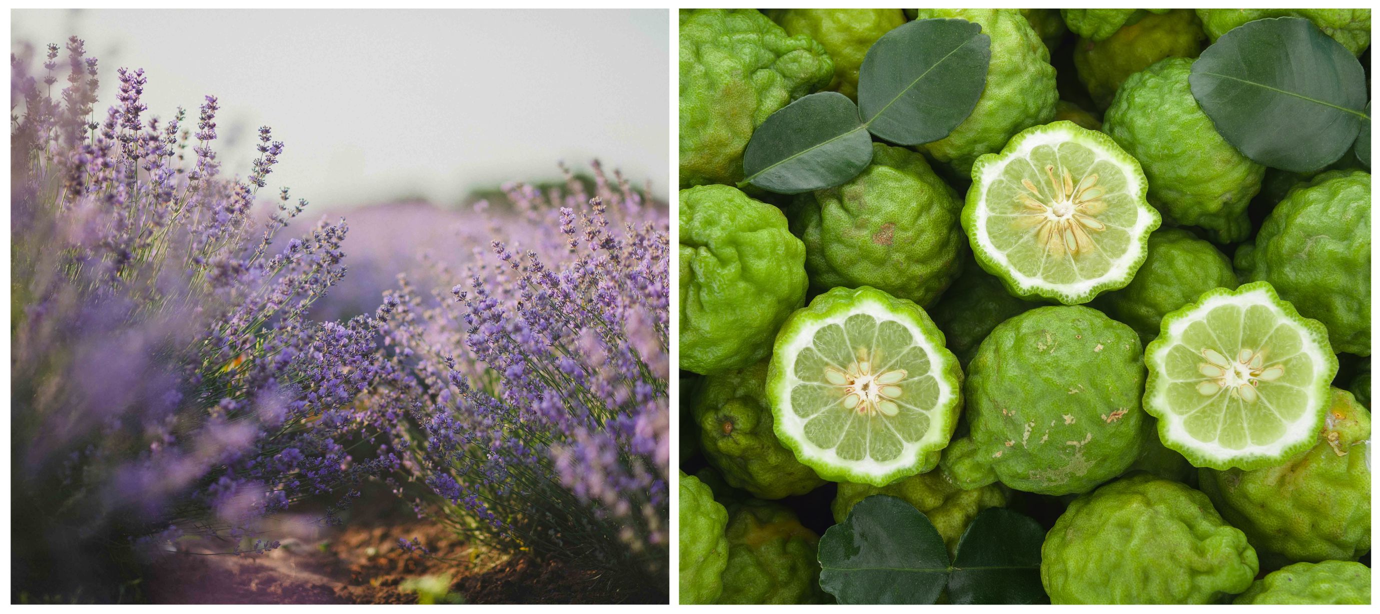 Levandule a bergamot