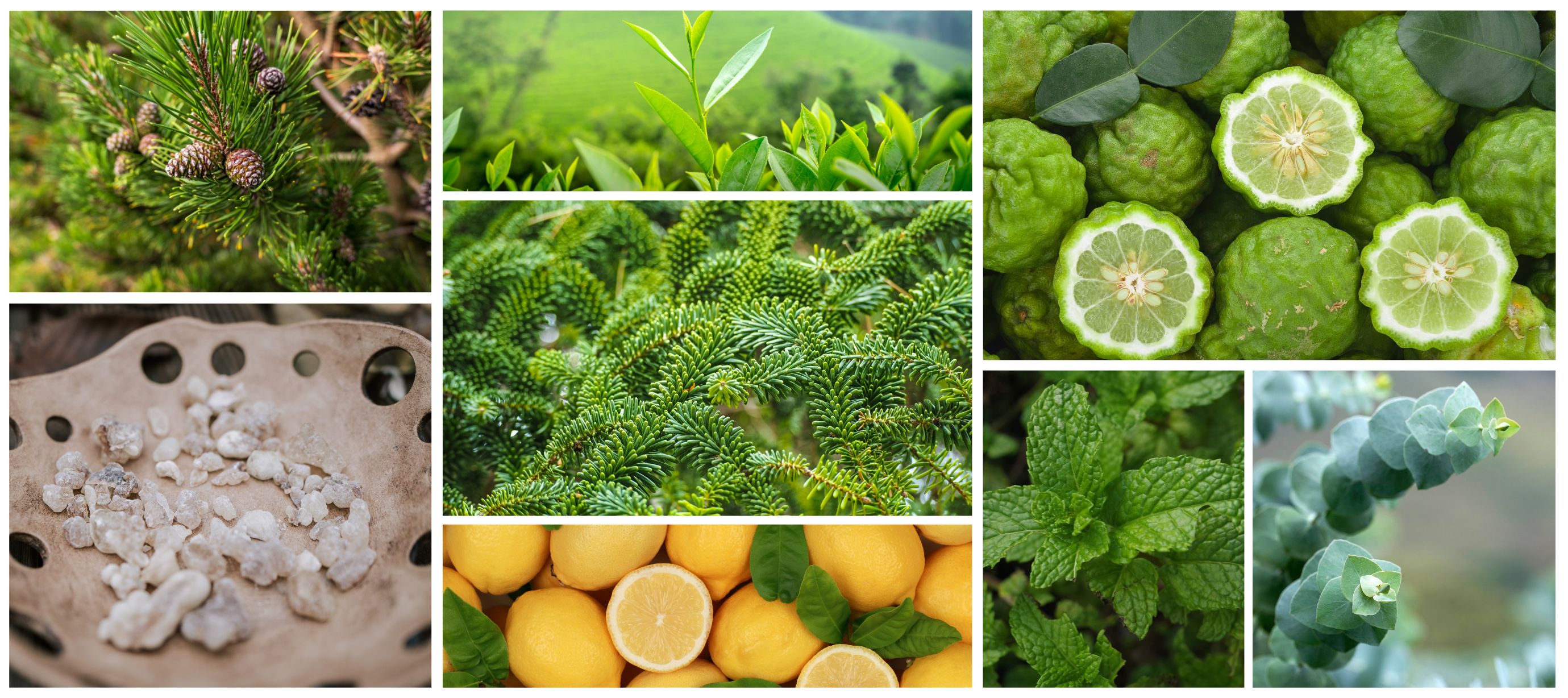 Koláž z bylin, citrusů a dřevin