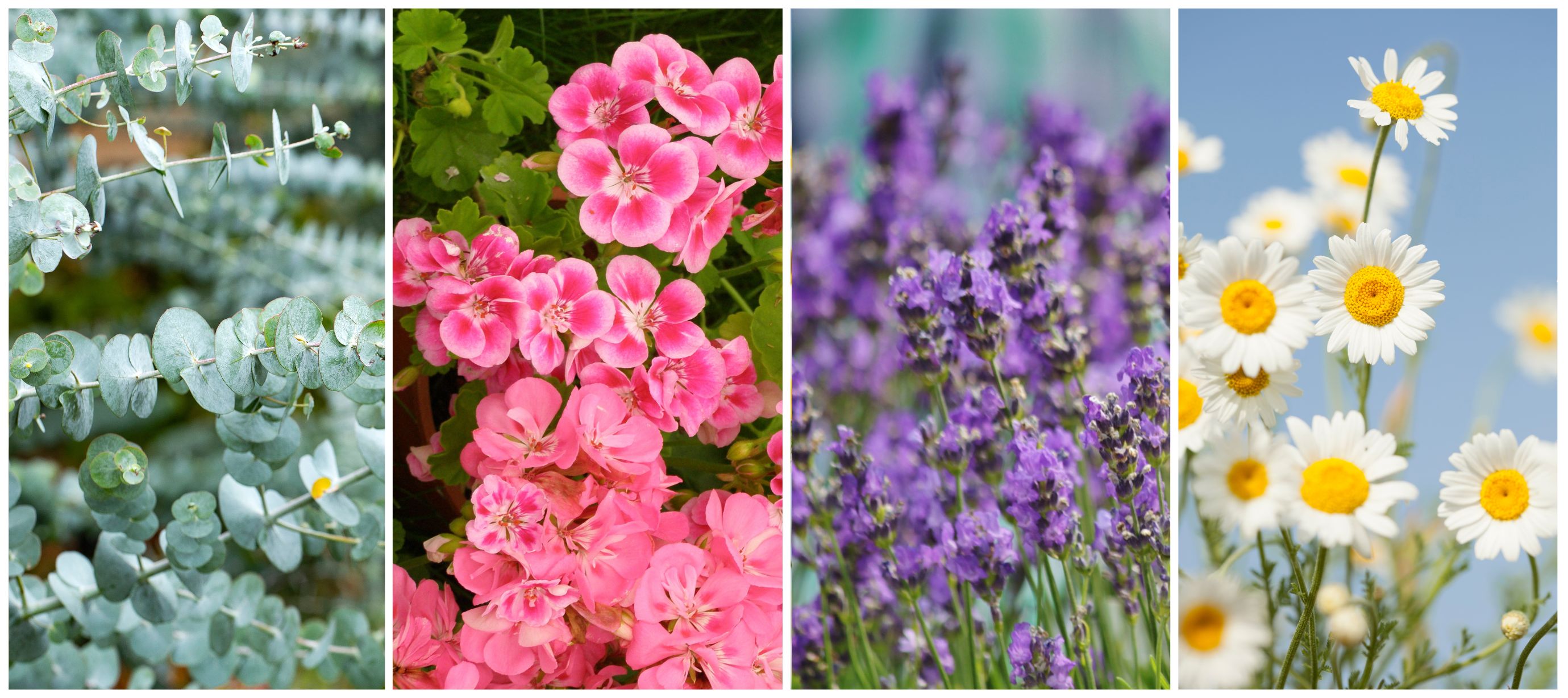 Koláž s eukalyptem, pelargonií, levandulí a heřmánkem