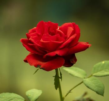 Červená růže
