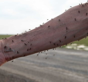 Komáři sající krev na ruce