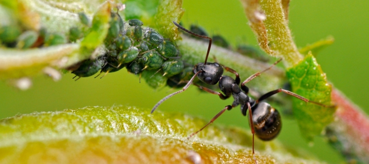 Mravenec a mšice