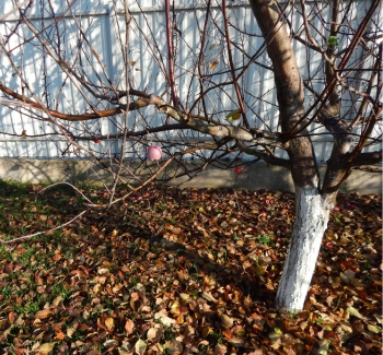 Jabloň s opadaným listím