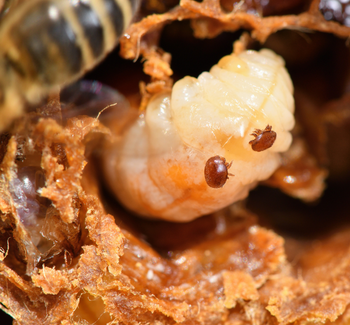 Roztoči kleštíka sající hemolymfu z včelích larev