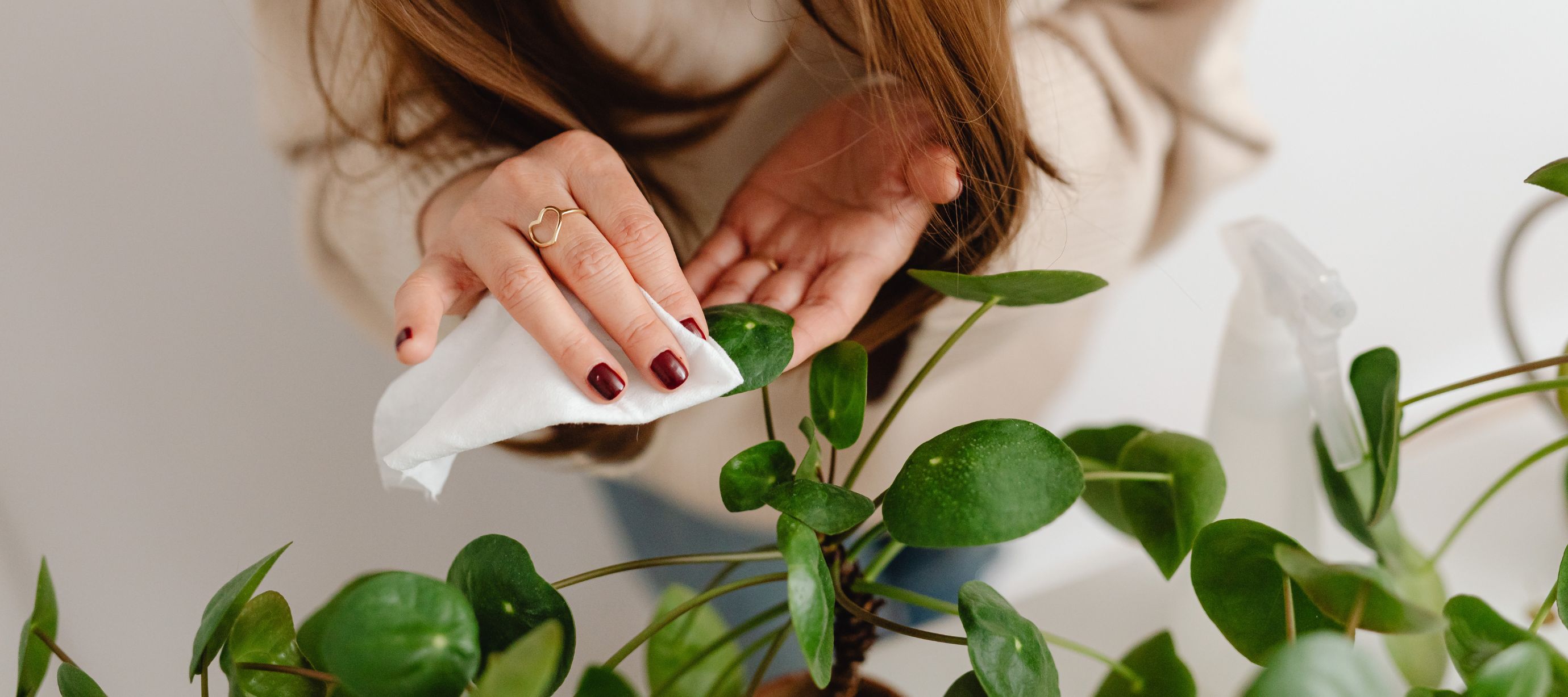 Žena otírá hadříkem prach z listů rostliny