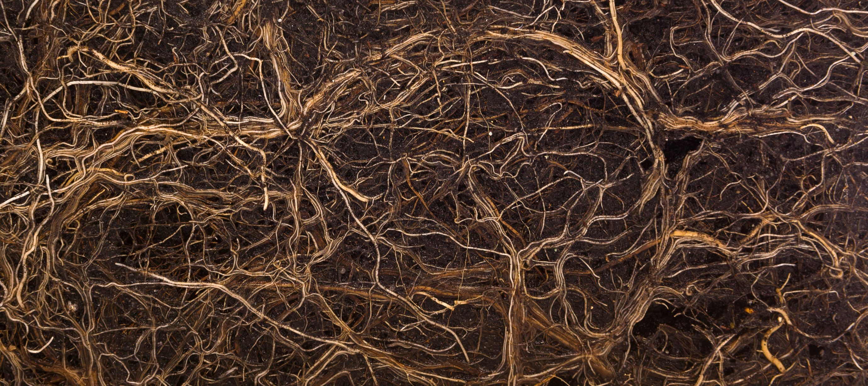 Kořenový systém rostlin