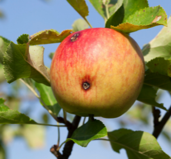 Jablko na stromě napadené obalečem jablečným