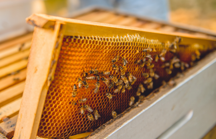 Plástev medu a včely