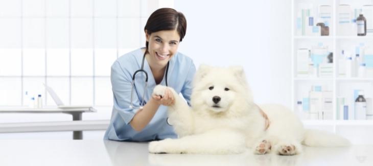 Veterinární lékařka a velký bílý pes v ordinaci. 