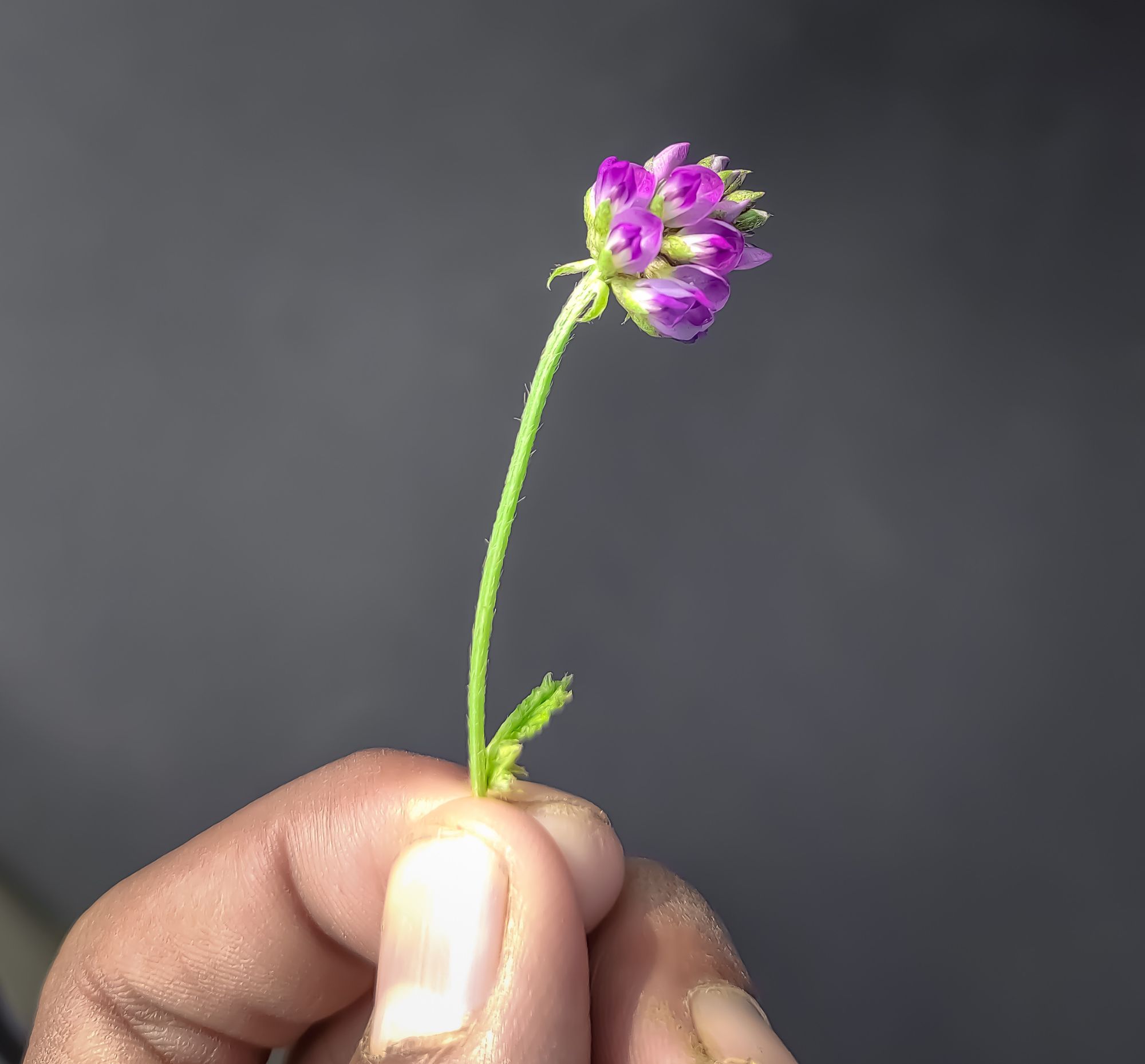 dětelník lískolistý