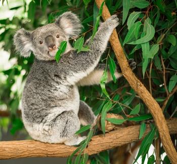 Medvídek koala. 