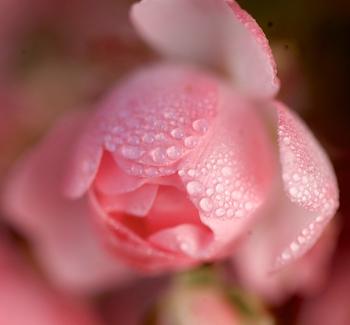 Rozvíjející se květ růže s kapkami rosy. 