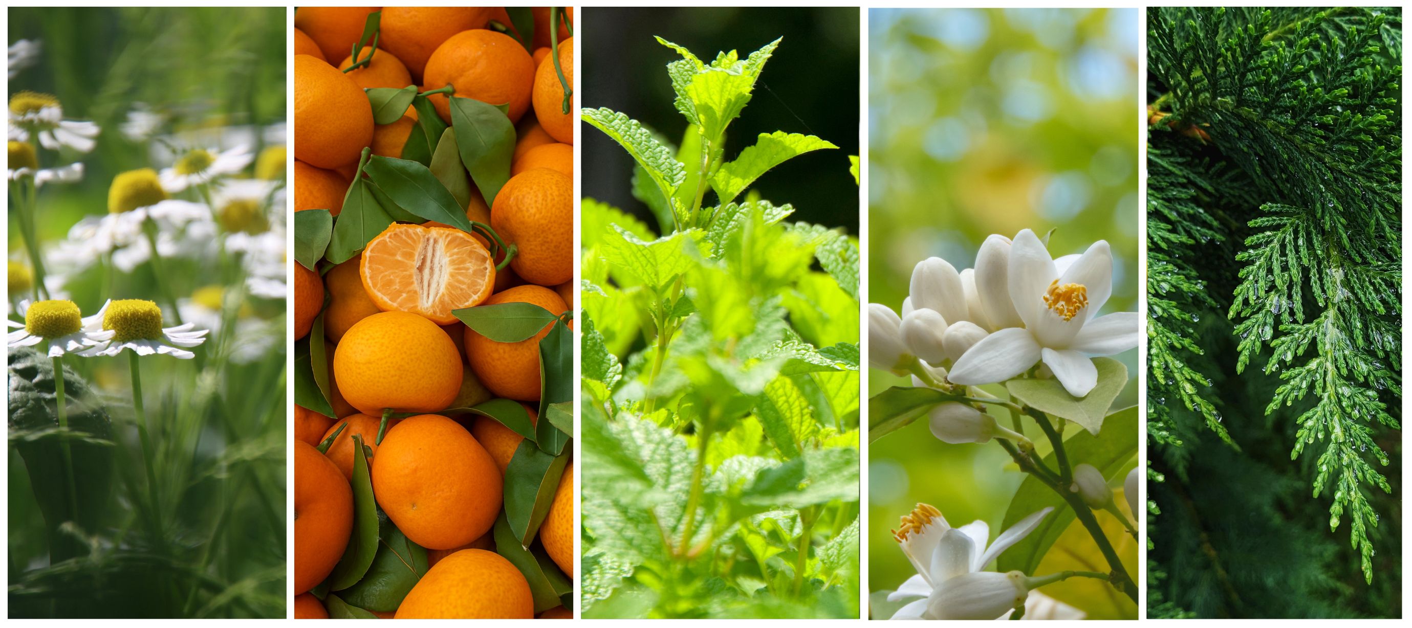 Koláž s heřmánkem, mandarinkou, meduňkou, neroli a cedr