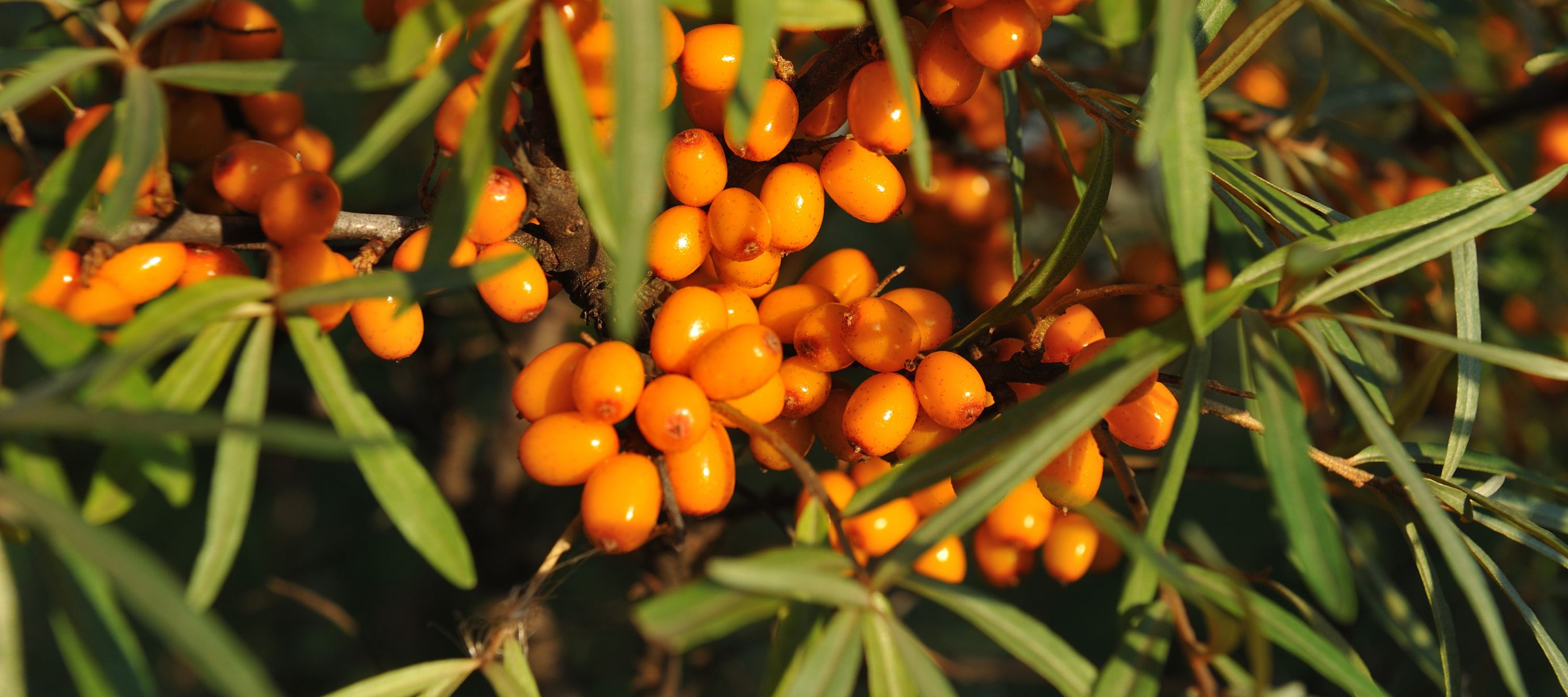 Oranžové plody rakytníku na větvičkách