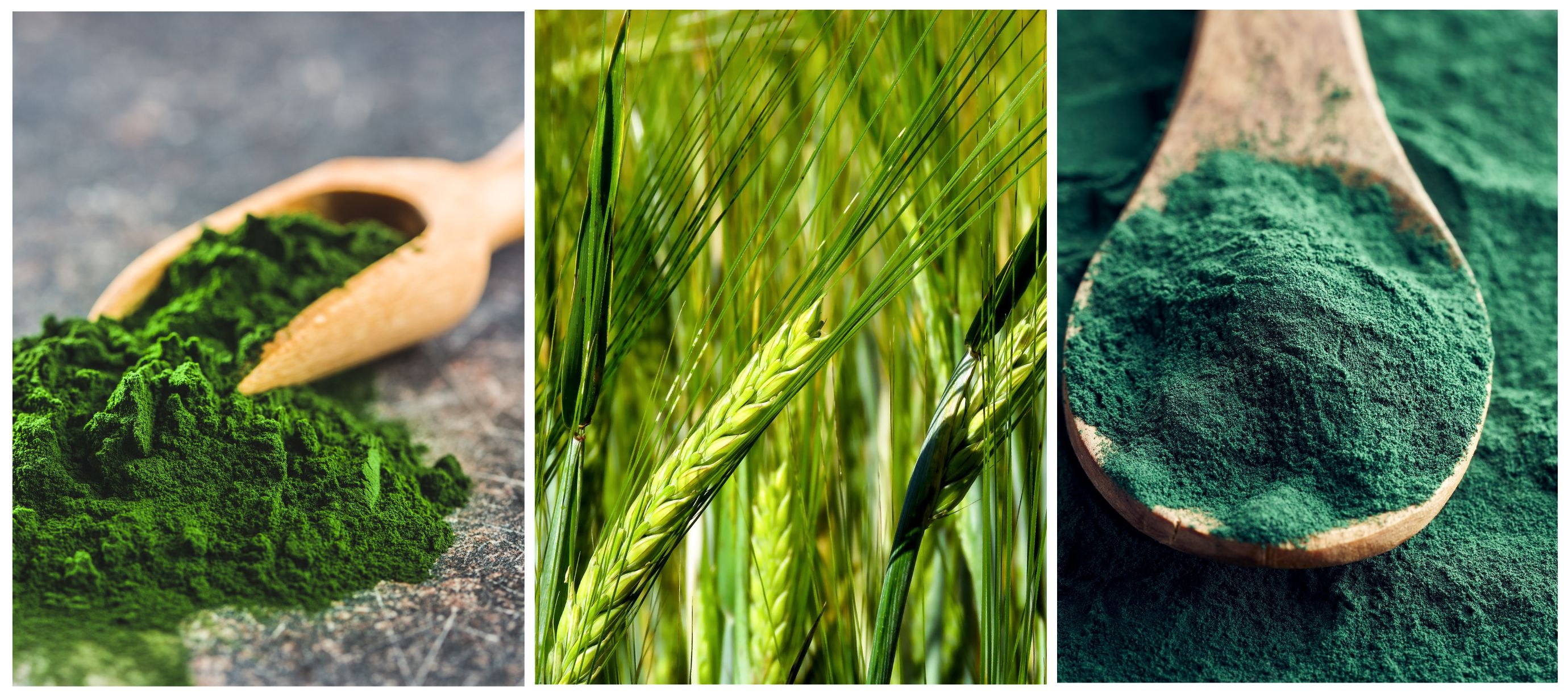 Koláž s chlorellou, zelenám ječmenem a spirulinou