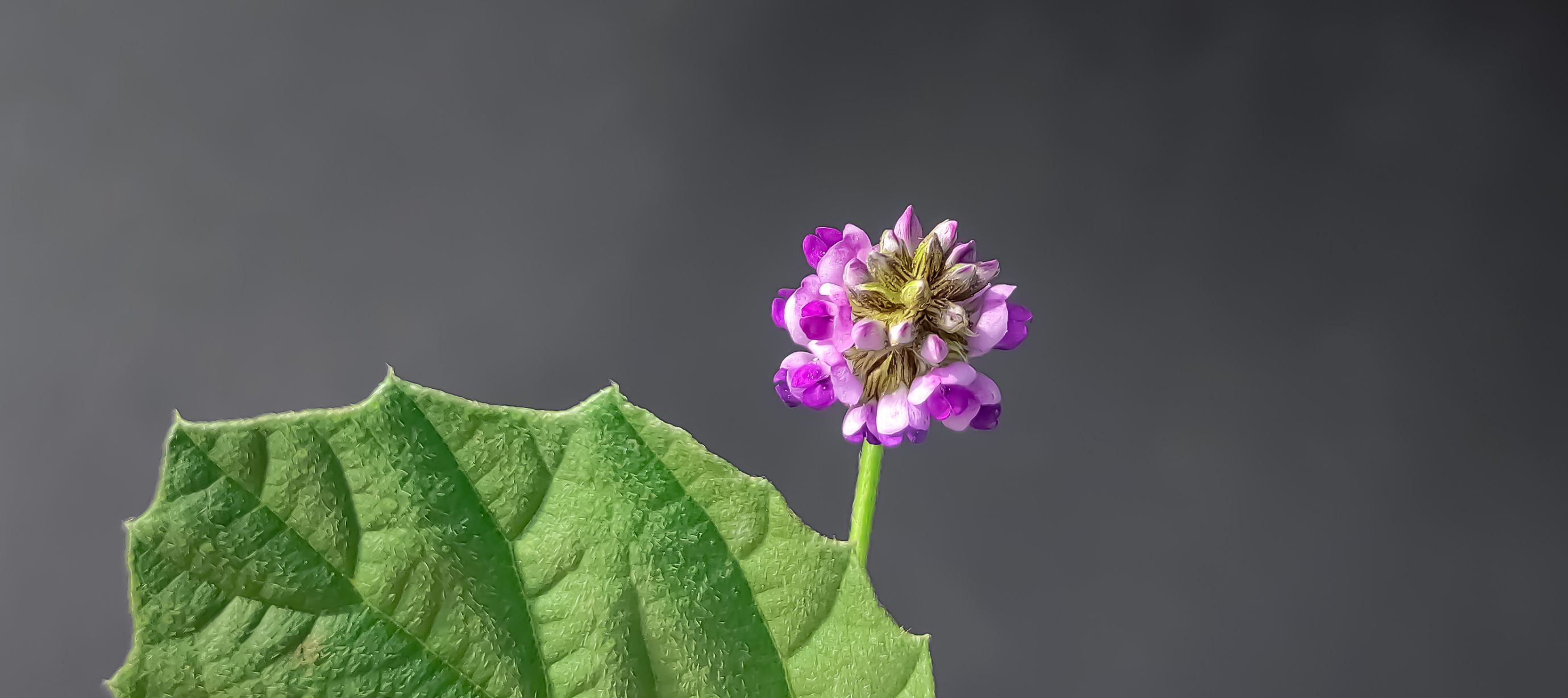 dětelník lískolistý