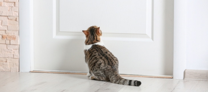 Kočka sedící u dveří