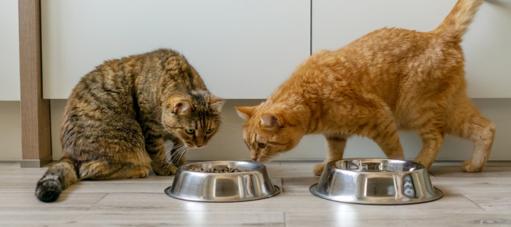 Dvě kočky u misky