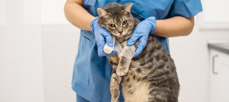 Veterinární lékař držící kočku
