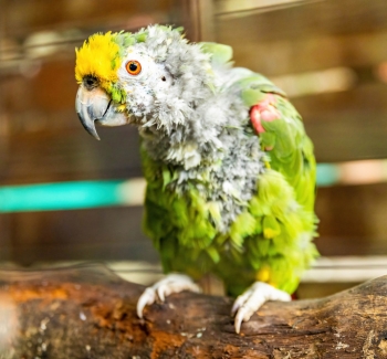 Oškubaný papoušek