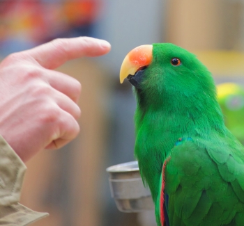 Papoušek Eclectus