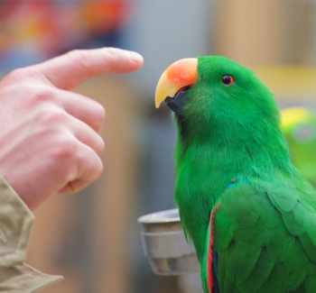 Papoušek Eclectus