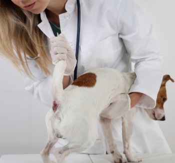 Vyšetřování análních žlázek u veterináře