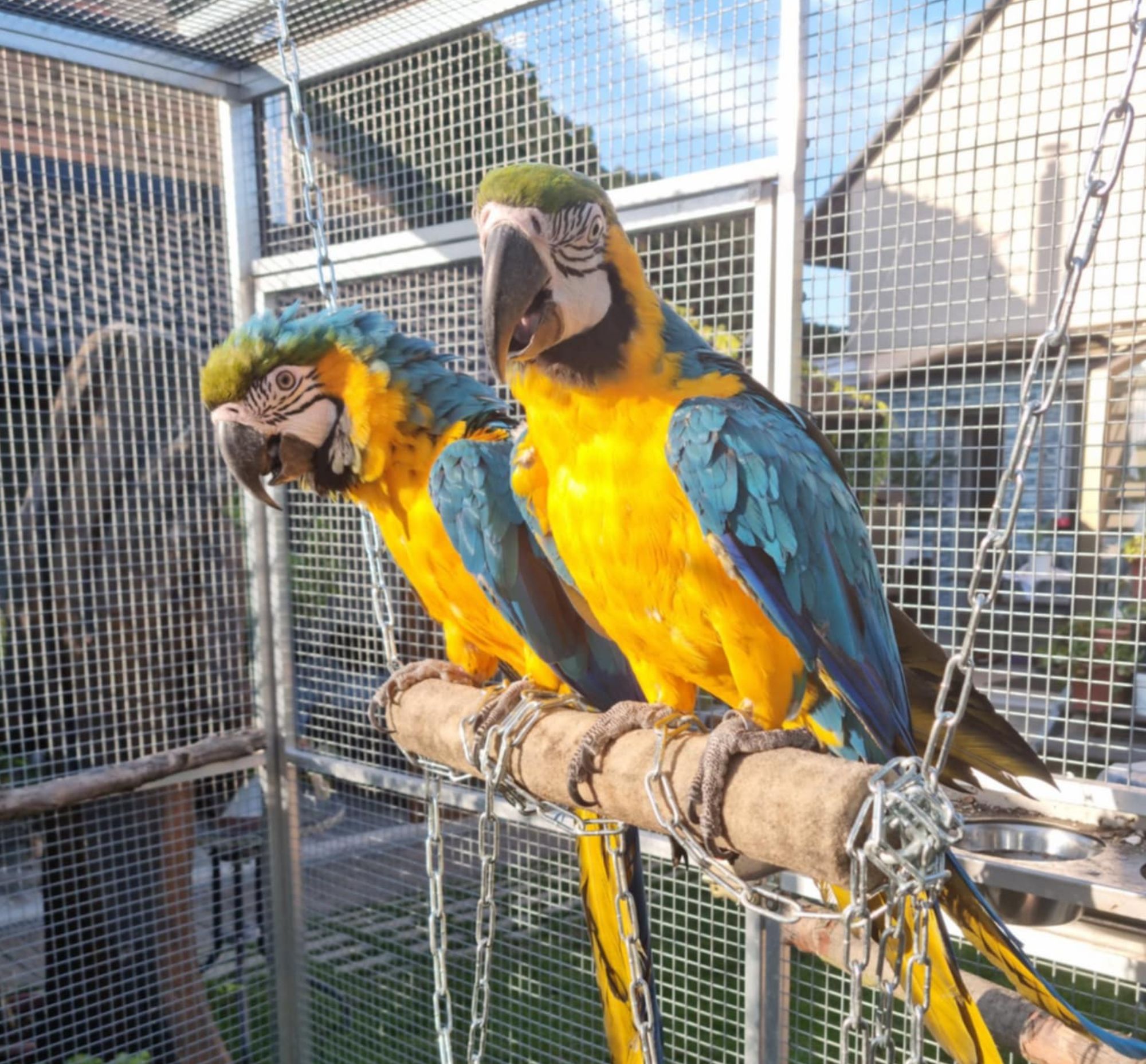 Dospělí jedinci ary ararauny ve voliéře