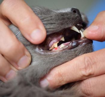 Eroze na dásni kočky