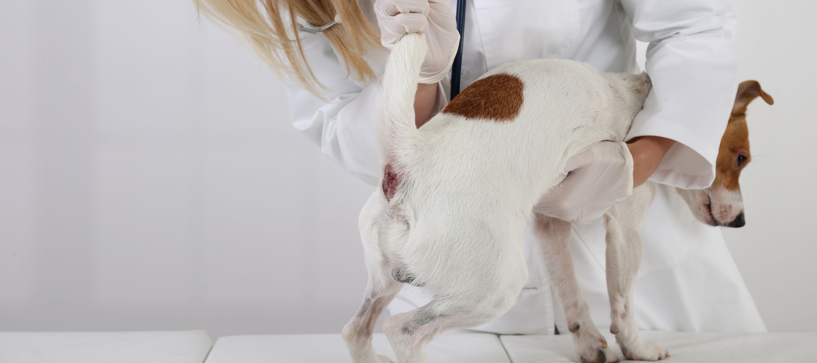 Vyšetření análních žlázek psa u veterináře