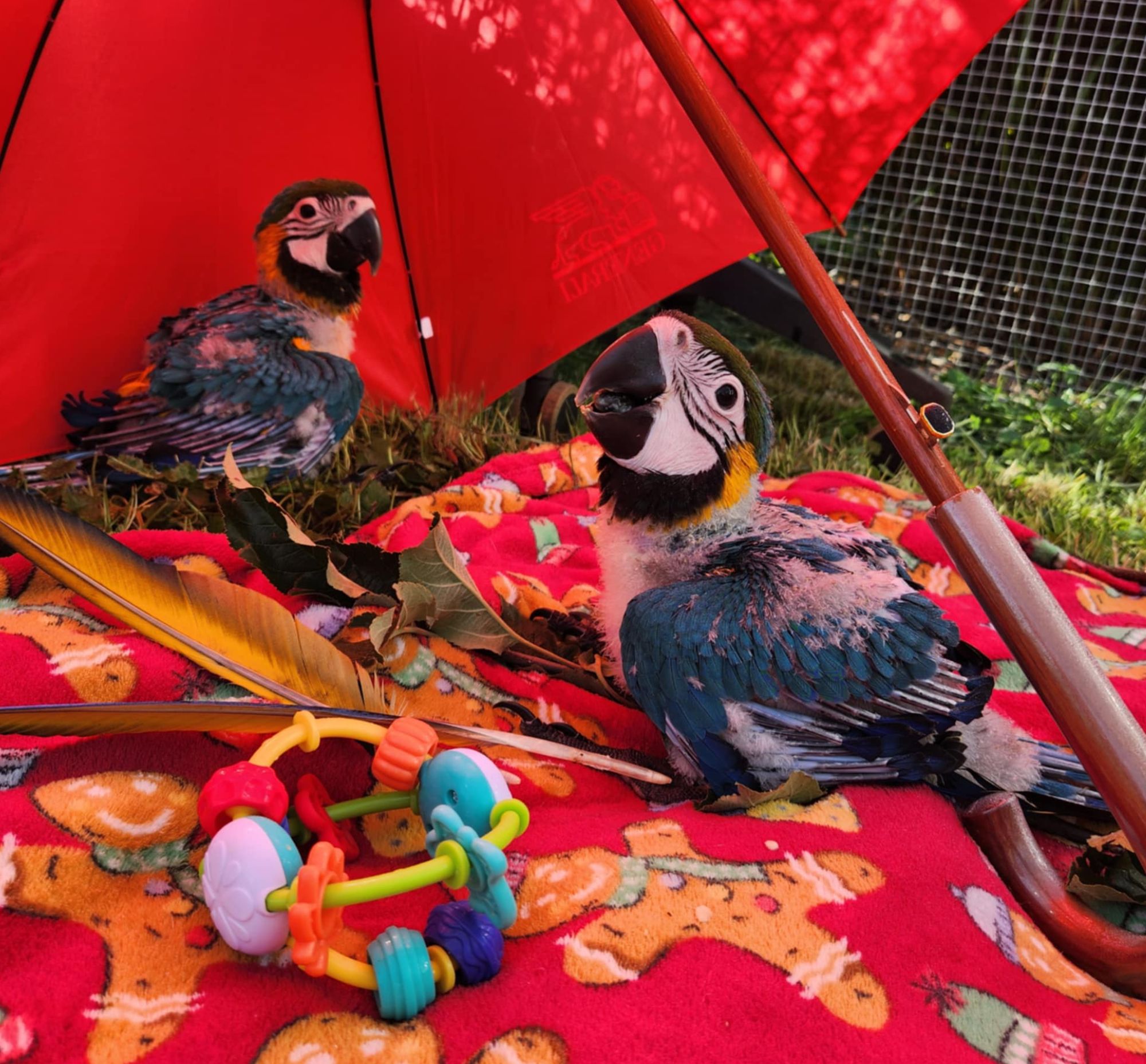 Mláďata ary ararauny na dece pod slunečníkem