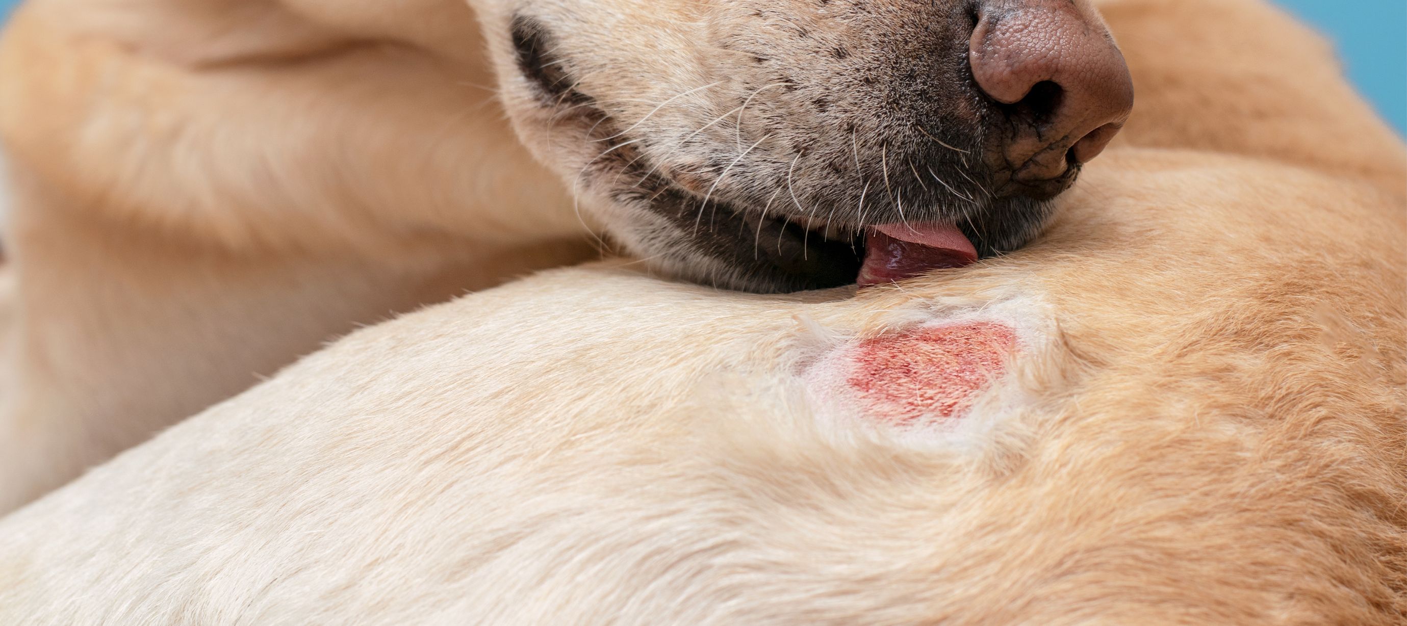 Pes si vylizuje místo na kůži