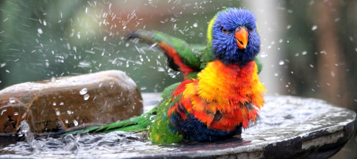 Koupající se papoušek