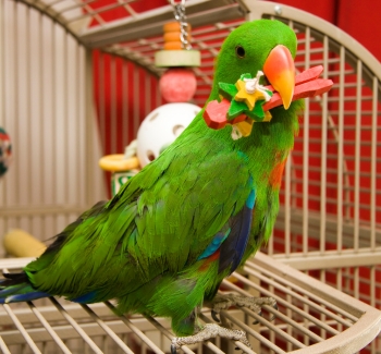 Papoušek drží v zobáku hračku