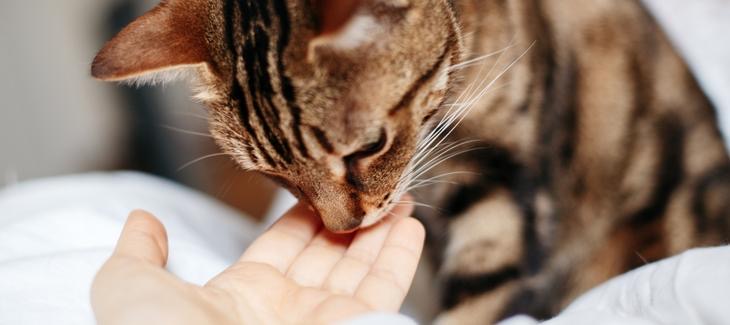 Kočka očichává dlaň