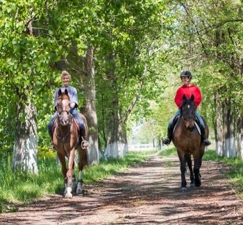 Dva jezdci na koních v aleji stromů
