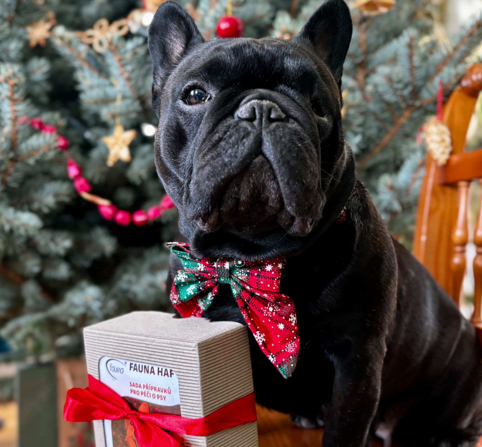 Francouzsky buldoček sedí u vánočního stromečku se sadou Fauna Haf