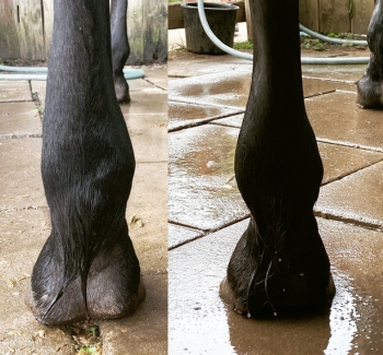 Oteklé nohy u koně