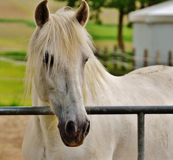 Bílý kůň v ohradě