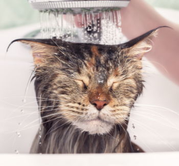 Sprchující se kočka