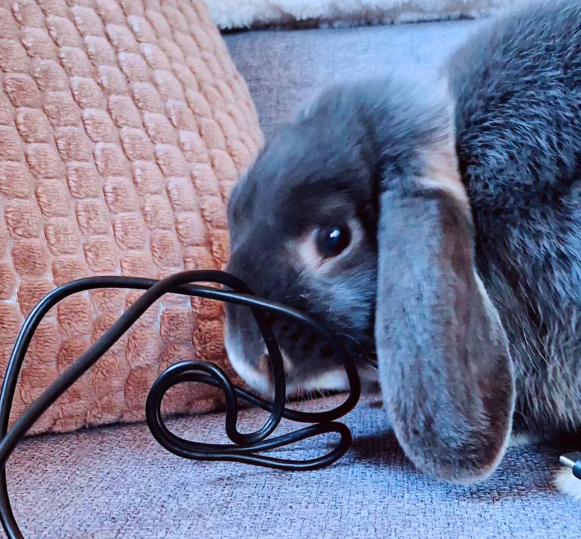 Králík okusuje kabely