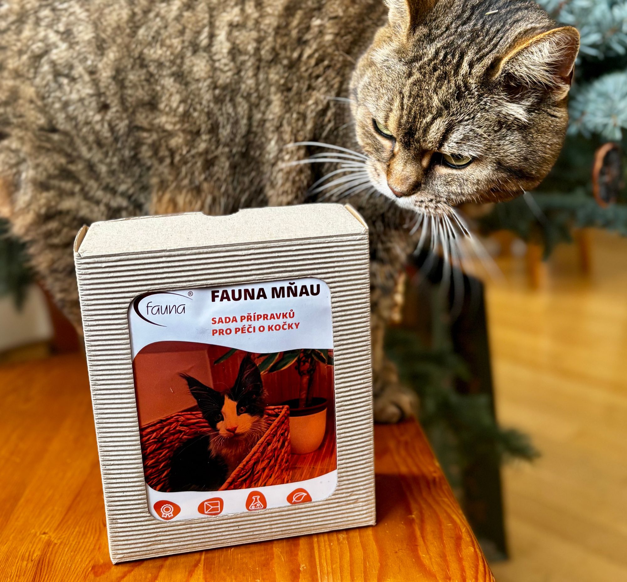 Kočka očichává sadu Fauna Mňau