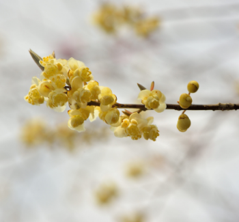 Litsea cubeba