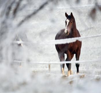 Kůň v zimě